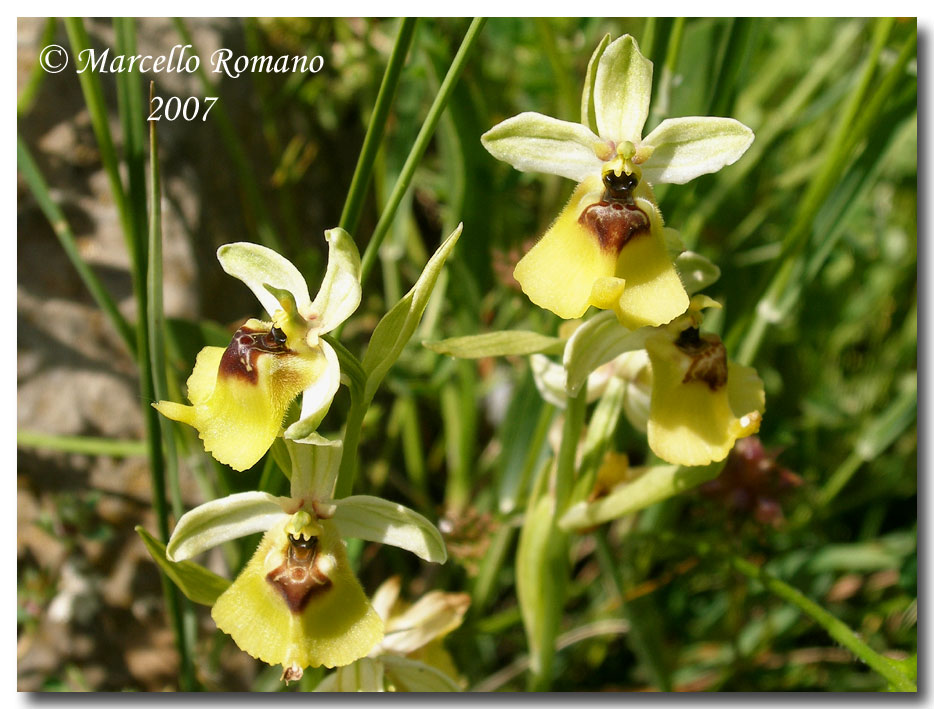 Ophrys lacaitae fotografata in Sicilia sui Monti Nebrodi